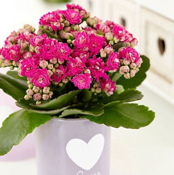 Kalanchoe prosztatagyulladás kezelésére