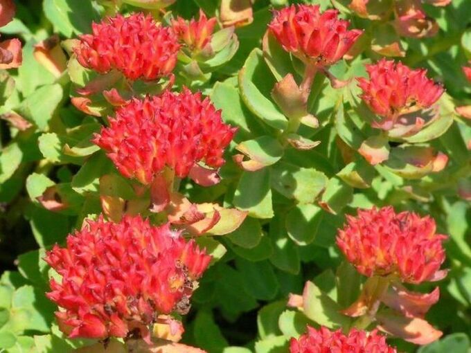 Rhodiola rosea prosztatagyulladás kezelésére